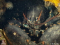 Lobster around Lobster around
