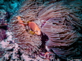 Anemonefishes are specialised damselfishes that have adapted to living in a symbiotic relatonship with anemones, to such extent that they are rarely seen away from their host. Here you can see Maldives own anemonefishes