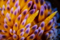 A Closer Look
super macro of a Gasflame nudibranch A Closer Look
super macro of a Gasflame nudibranch