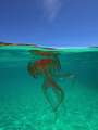 jellyfish jellyfish