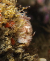 Sea Lemon Archidoris pseudoargus Picture taken in Dunmanus Bay Ireland. Sea Lemon Archidoris pseudoargus Picture taken in Dunmanus Bay Ireland.