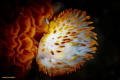 Yellow Gasflame Nudibranch Yellow Gasflame Nudibranch