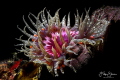 South African anemone Camps bay Western Cape. South African anemone Camps bay Western Cape.