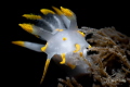 Fourline nudibranch Polycera quadrilineata Zeeland The Netherlands. Fourline nudibranch Polycera quadrilineata Zeeland The Netherlands.