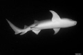 Nurse shark by night. Camera Nikon D750 Lense AF S Nikkor 28mm f/1.8G Housing Easydive Leo 3 Aperture f/10 Shutter Speed 1/125 Nurse shark by night. Camera Nikon D750 Lense AF S Nikkor 28mm f/1.8G Housing Easydive Leo 3 Aperture f/10 Shutter Speed 1/125
