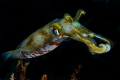 The squid. The squid.