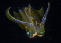 Glowing squid Glowing squid