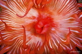 Candy striped sea anemone False bay South Africa Candy striped sea anemone False bay South Africa