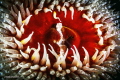 The Gatekeepers of Gullies
The sandy anemone with its typical spots and range of colors.They are equipped to strongly adhere to rocks and to withstand wave actions.
The Gatekeepers of Gullies
The sandy anemone with its typical spots and range of colors.They are equipped to strongly adhere to rocks and to withstand wave actions.