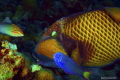 The Coral Cruncher and Guests
Mutual Interest Food The Coral Cruncher and Guests
Mutual Interest Food