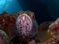 Serranus scriba Serranus scriba