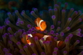 Nemo hiding in the soft corals
