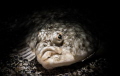 Plaice portrait.
 Taken with a Sony rx100mkii in Nauticam housing, lit wit a single Sea&sea ys-d1 strobe with a home made snoot.
The subject wasn't bothered by the camera at all, think it though it was so well camouflaged that I couldn't see it.