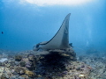 Elevate
Manta Ray Manta alfredi
Manta Point Bali Indonisia Elevate
Manta Ray Manta alfredi
Manta Point Bali Indonisia