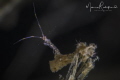 Tiny little devil Skeleton Shrimp Tiny little devil Skeleton Shrimp