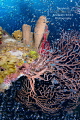 Seltzer Reef Divers bubbles stream past colorful sponges and coral hanging off Babylon dive site. The dive boat can be seen above the sponges. Seltzer Reef Divers bubbles stream past colorful sponges and coral hanging off Babylon dive site. The dive boat can be seen above the sponges.