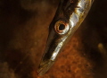 A fifteen spined stickleback is watching his eggs. A fifteen spined stickleback is watching his eggs.