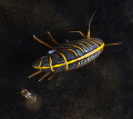 Hunchback Amphipod and friend Hunchback Amphipod and friend