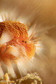 Fireworm side portrait.
Nikon D850 105 micro SMC 2. Fireworm side portrait.
Nikon D850 105 micro SMC 2.