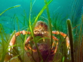 Mating pair of Common spider crab Maja brachydactyla Mating pair of Common spider crab Maja brachydactyla
