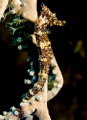 Sea horse in Little cayman Sea horse in Little cayman
