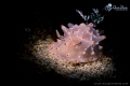 Pink Nudi Pink Nudi