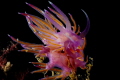 Flabellina affinis Flabellina affinis