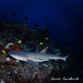 White Tipped Reef Shark White Tipped Reef Shark
