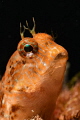 Parablenius zvonimiri. Parablenius zvonimiri.