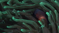 Spine cheeked anemonefish Kalimaya House Reef Sumbawa Spine cheeked anemonefish Kalimaya House Reef Sumbawa