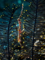 Betwixt
Ornate Ghost Pipefish Solenostomus paradoxus
Bali Indonesia Betwixt
Ornate Ghost Pipefish Solenostomus paradoxus
Bali Indonesia