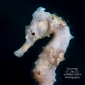 Delicate Seahorse A white seahorse free swims between gorgonians. Photographed on the steep Bloody Bay Wall on Little Cayman. Delicate Seahorse A white seahorse free swims between gorgonians. Photographed on the steep Bloody Bay Wall on Little Cayman.