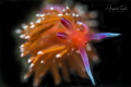 Nudibranch in Black La Paz Mexico Nudibranch in Black La Paz Mexico