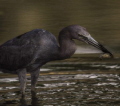 A little blue heron harvesting a crayfish in the San Antonio River San Antonio TX A little blue heron harvesting a crayfish in the San Antonio River San Antonio TX