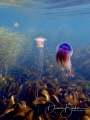 Jellyfish near Portland Bill, Dorset, UK