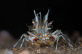 Tiger shrimp: I'm watching you!!