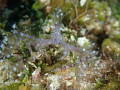 Spot the Crab! 
Neck crab with hydroids growing on it!