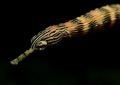'Chasing the Dragon' this beatiful Dragon Faced Pipefish was a slippery subject but finally gave me a brief chance to celebrate its beauty after patiently following and wiating for the right moment. Shot in Lembeh Strait using a Canon G7Xii and inon