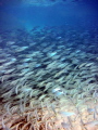 A school of red-eared herring in Shelly Bay, Bermuda in 2-ft deep water. Taken with a SeaLife DC2000 without a flash.