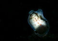 Gas mantle sea squirt - taken in the Shetland islands