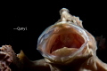 It's a common frogfish. Opening the mouth. Roaring!