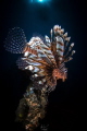 The Lion King/Two lionfish were waiting for prey under the jetty.