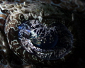 Crocodilefish eye Crocodilefish eye