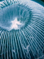 Crystal jelly Aequorea forskalea Picture taken in Dunmanus Bay Ireland Crystal jelly Aequorea forskalea Picture taken in Dunmanus Bay Ireland