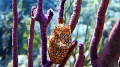 Flamingo Tongue in St. Thomas USVI Flamingo Tongue in St. Thomas USVI