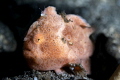 Juvenile Painted Frogfish Juvenile Painted Frogfish