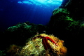 Underwater s star Underwater s star