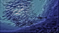 barracuda barracuda