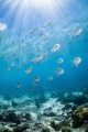 Diamondfish Dash Diamondfish Dash