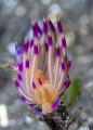 Flabellina Nudibranch Flabellina Nudibranch